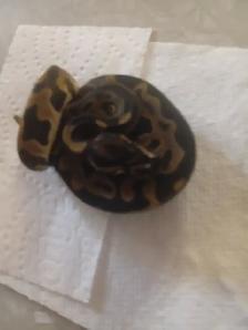 Shees a leopard female dh clown . Good eater - Photo 2