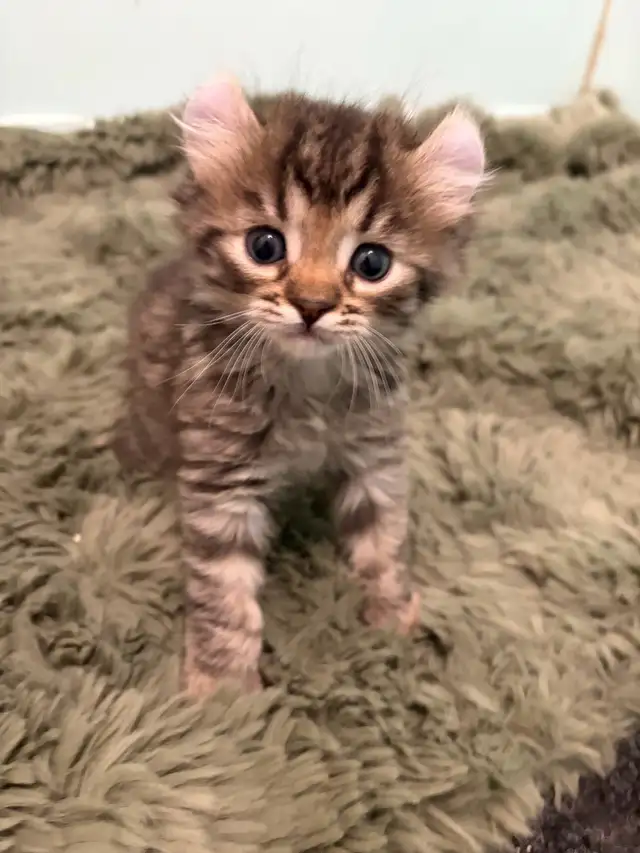 chatons highland lynx