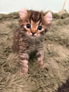 chatons highland lynx