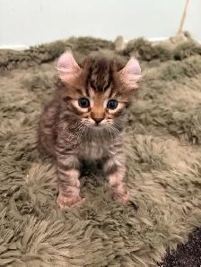 chatons highland lynx - Photo 2