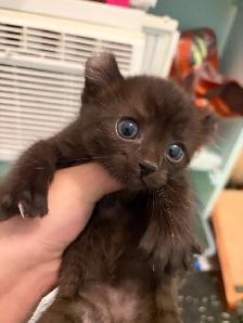 chatons highland lynx - Photo 3