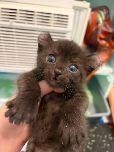 chatons highland lynx - Photo 4