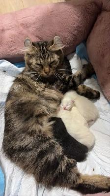 chatons highland lynx - Photo 5