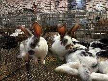 meat rabbits