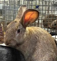 meat rabbits - Photo 2
