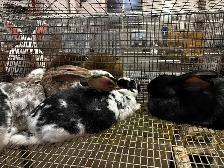 meat rabbits - Photo 3