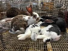 meat rabbits - Photo 4