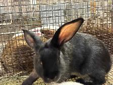 meat rabbits - Photo 5