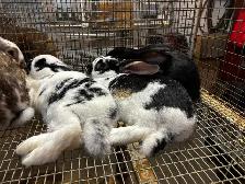 meat rabbits - Photo 6