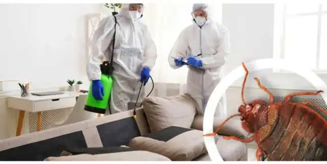 Extermination souris coquerelles fourmis punaises 514-561-8933