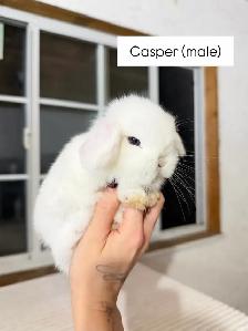 Adorable Holland Lop baby bunnies