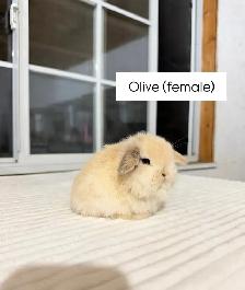Adorable Holland Lop baby bunnies - Photo 2