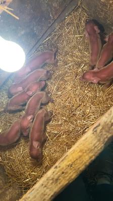 Duroc Weanlings