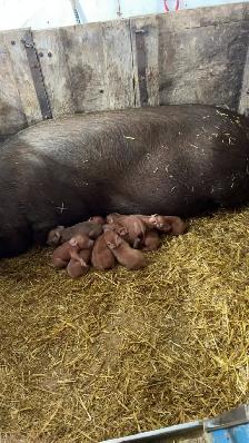 Duroc Weanlings - Photo 2