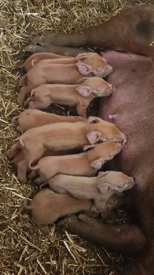Duroc Weanlings - Photo 3