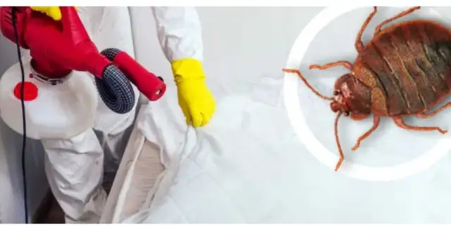 Extermination punaises blattes Fourmis souris 514-561-8933