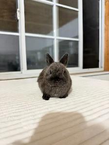 Tiny Netherland Dwarf baby bunny - Photo 4