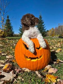 prete pour Halloween - Photo 3