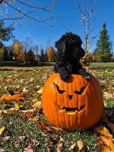 prete pour Halloween - Photo 4
