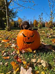 prete pour Halloween - Photo 6