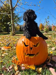 prete pour Halloween - Photo 7