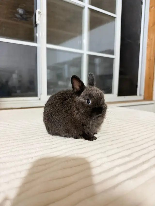 Tiny Netherland Dwarf baby bunny