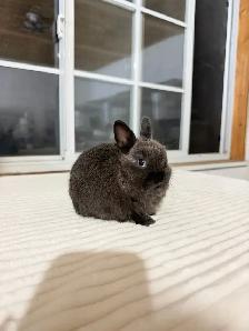 Tiny Netherland Dwarf baby bunny