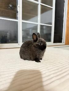 Tiny Netherland Dwarf baby bunny - Photo 2