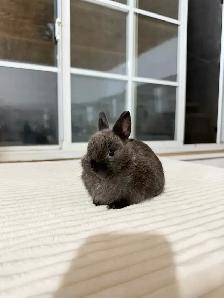 Tiny Netherland Dwarf baby bunny - Photo 5