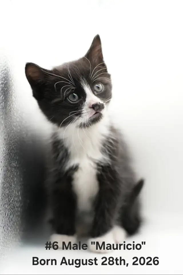 3 Regular &  1 Polydactyl Kittens