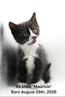 3 Regular &  1 Polydactyl Kittens