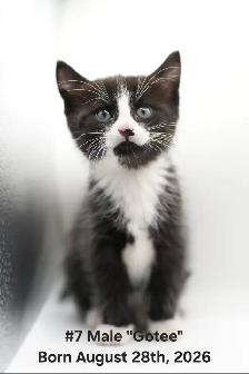 3 Regular &  1 Polydactyl Kittens - Photo 2