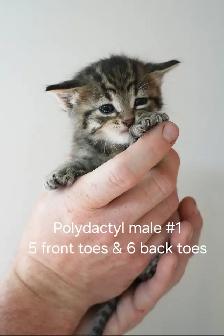 3 Regular &  1 Polydactyl Kittens - Photo 3