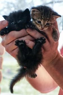 3 Regular &  1 Polydactyl Kittens - Photo 4