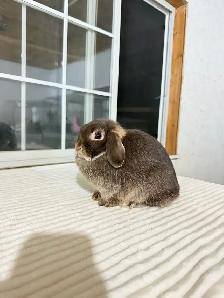 Tiny Holland Lop bunny - Photo 4