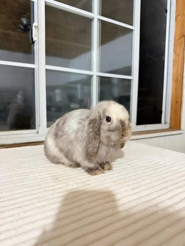Sweet Holland Lop baby bunny