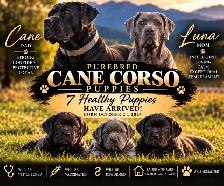 Cane Corso Puppies!