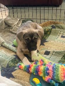 puppy for rehoming