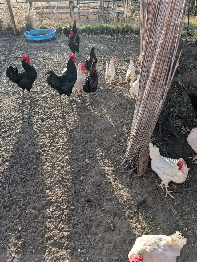 Chicken and Roosters for sale