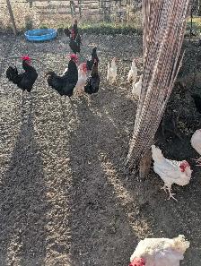 Chicken and Roosters for sale