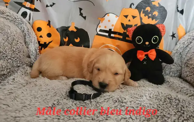 Chiot golden retriever
