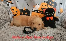 Chiot golden retriever