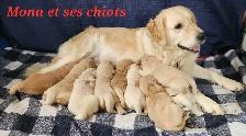 Chiot golden retriever - Photo 2