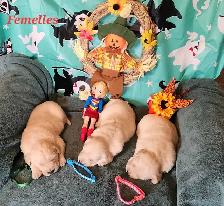 Chiot golden retriever - Photo 3
