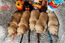 Chiot golden retriever - Photo 4