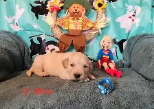Chiot golden retriever - Photo 5