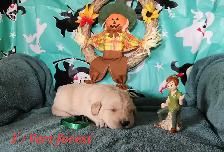 Chiot golden retriever - Photo 6