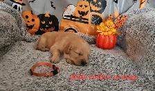 Chiot golden retriever - Photo 7