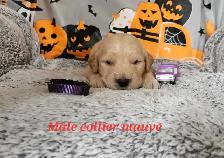 Chiot golden retriever - Photo 8