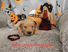 Chiot golden retriever - Photo 9